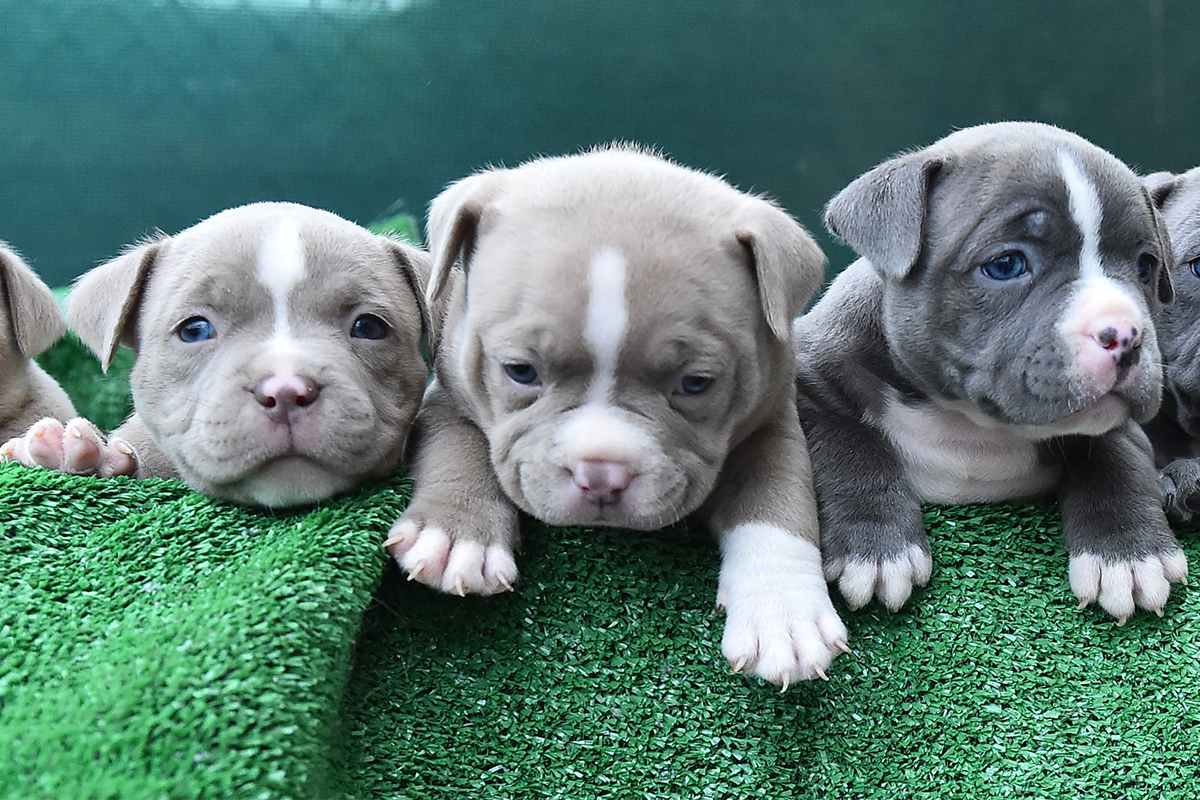 American Bully Puppies for Sale in Florida