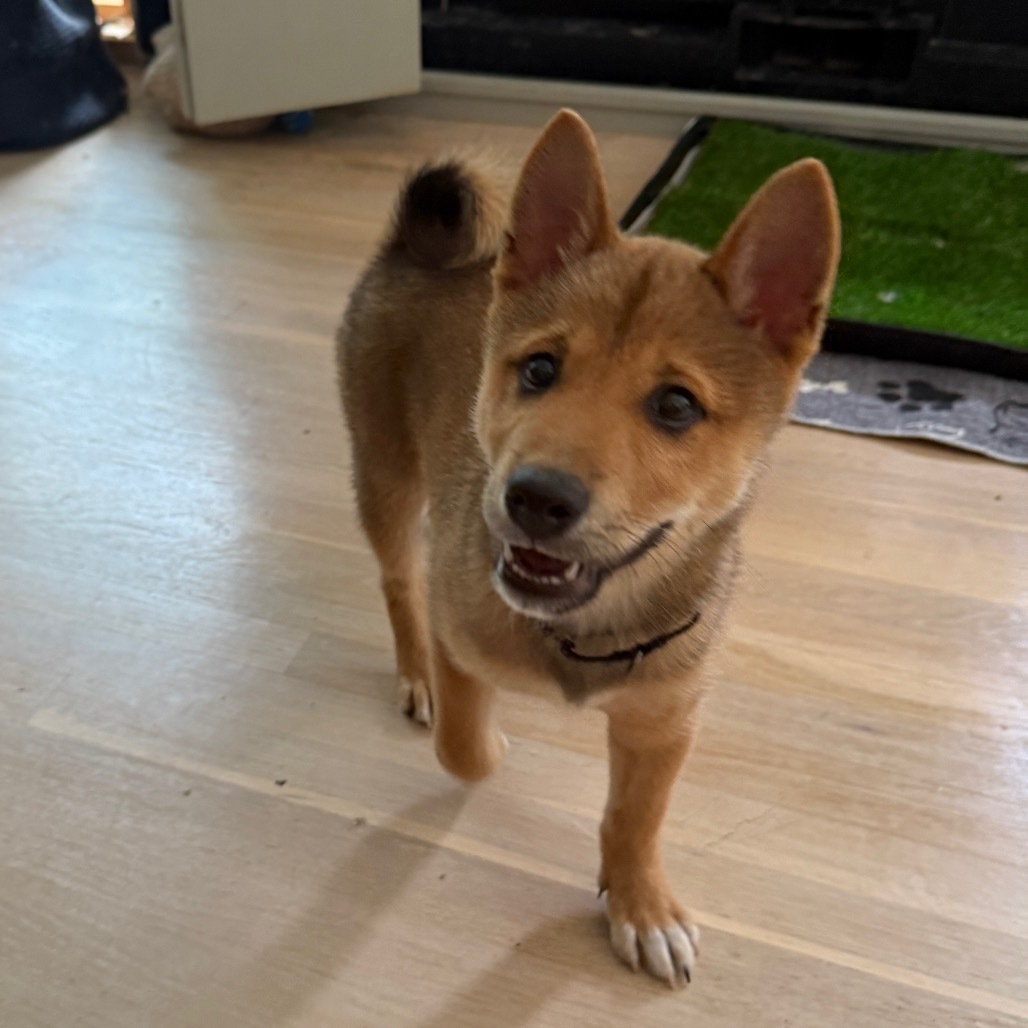 Roscoe 1