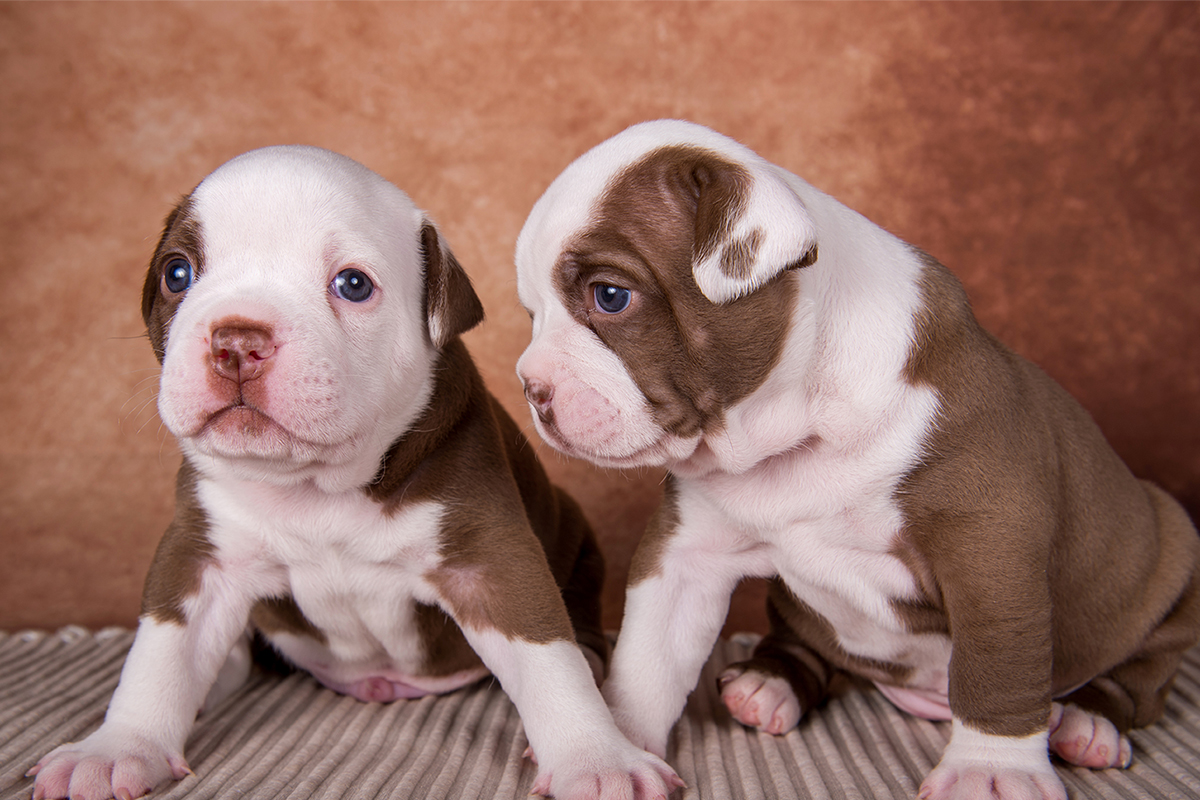 American Bully Puppies for Sale