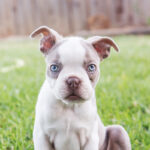 Boston Terrier Puppies for Sale