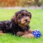 Cavapoo Puppies for Sale