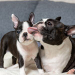 Boston Terrier