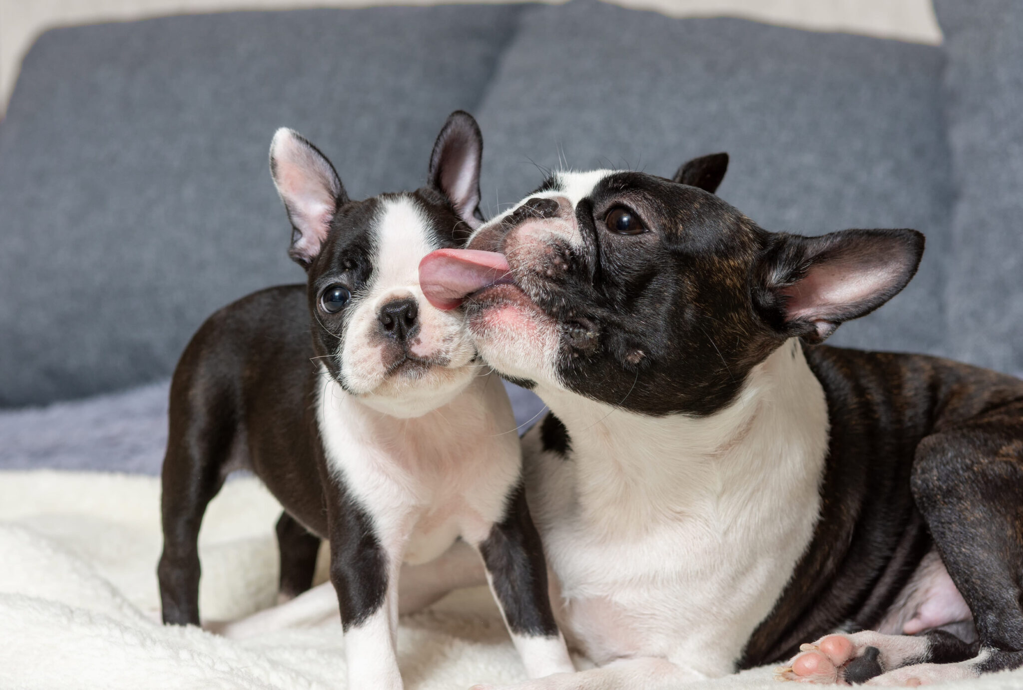 Boston Terrier Puppies for Sale