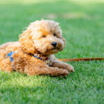 Cavapoo