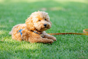 A Cavapoo puppy for sale lounging in the grass.