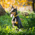 Doberman
