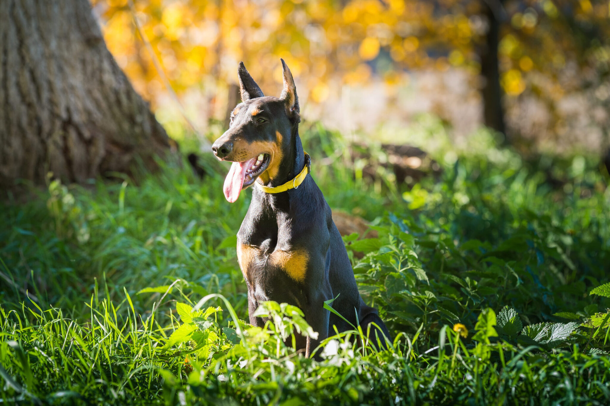 Doberman Puppies for Sale