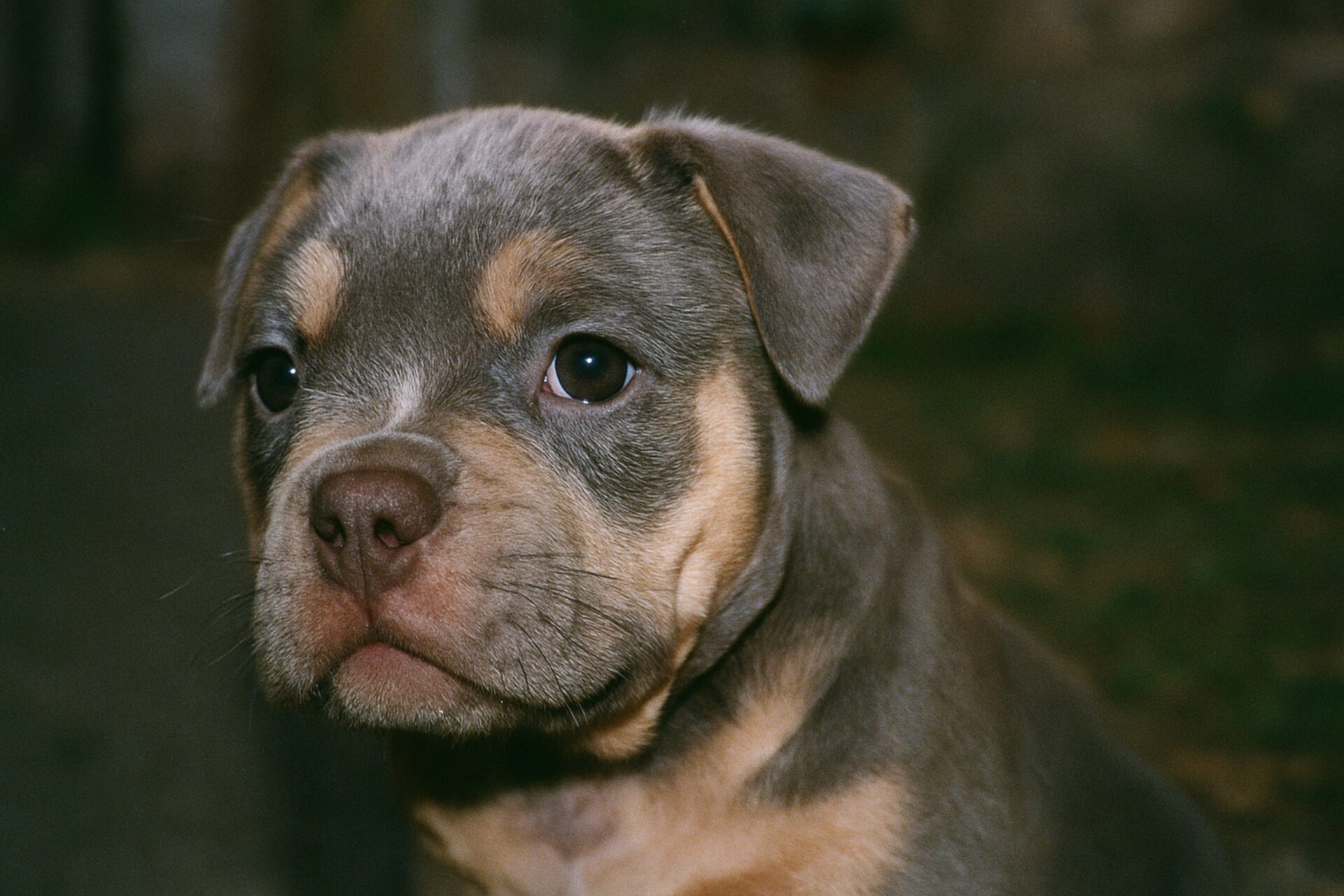 American Bully Puppies for Sale in South Dakota