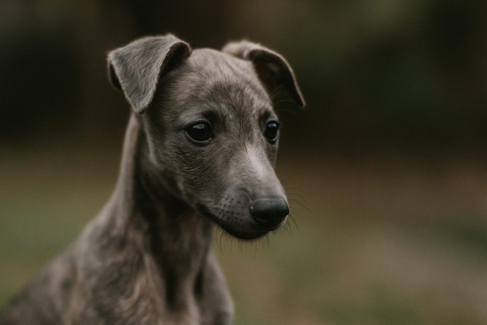 Greyhound Puppies for Sale in Georgia