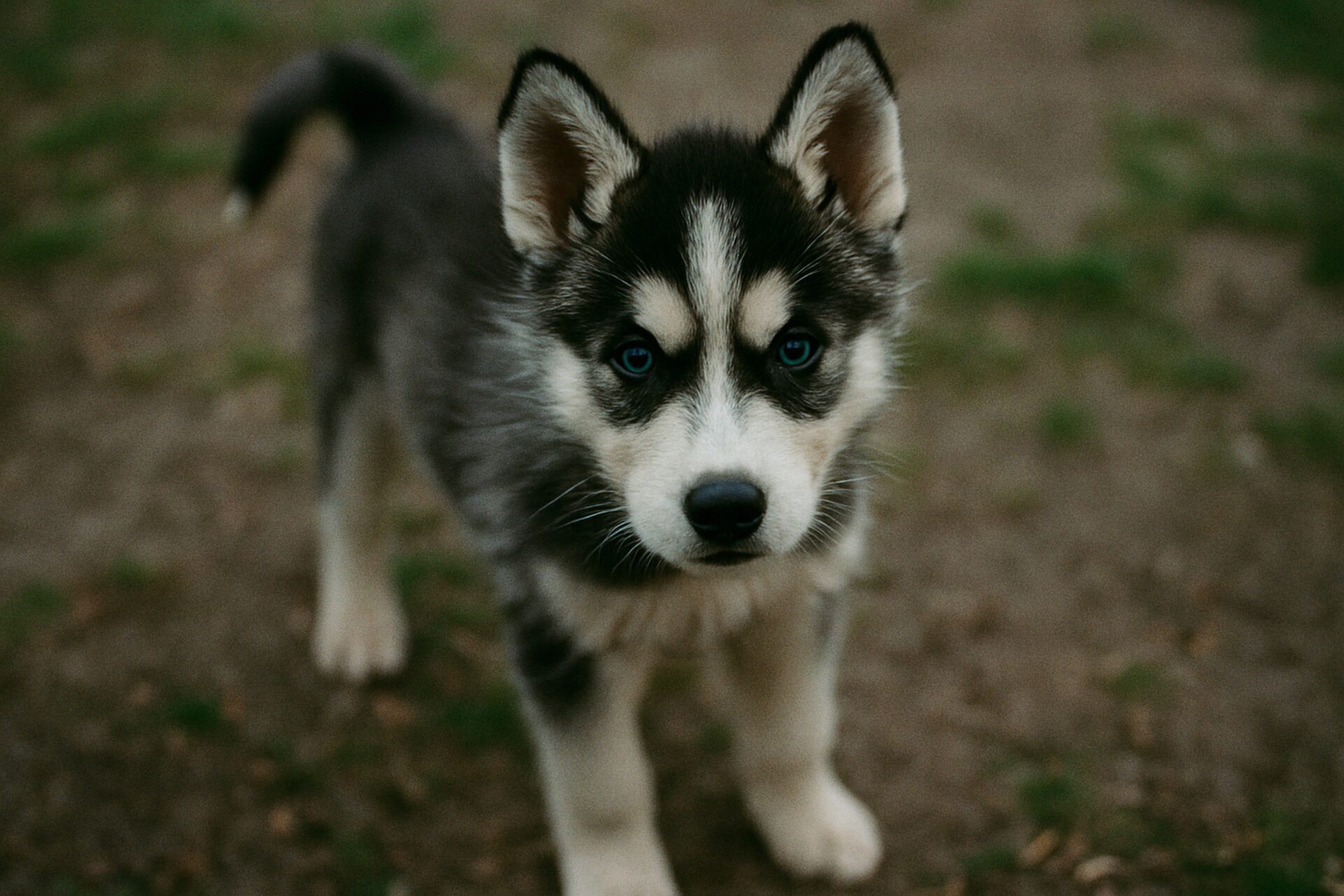 Husky Puppies for Sale in Indiana