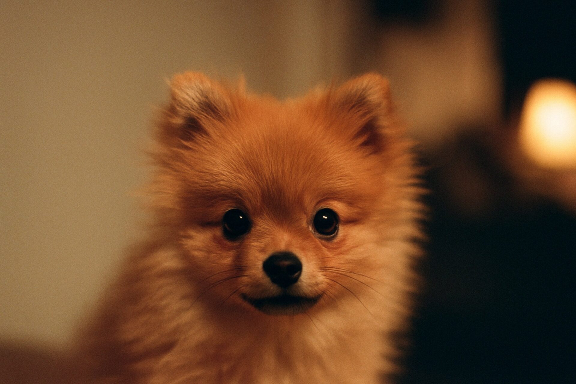 Pomeranian Puppies for Sale in Texas
