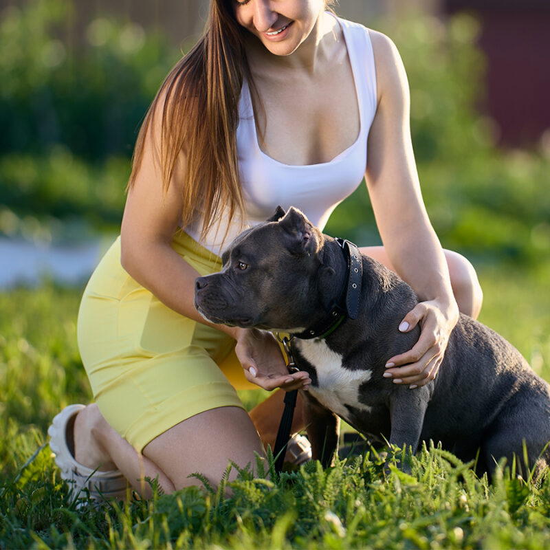 Exterior,Portrait,Of,Young,European,Woman,With,Her,American,Bully Exterior portrait of young European woman with her American Bully breed dog on summer evening in village.