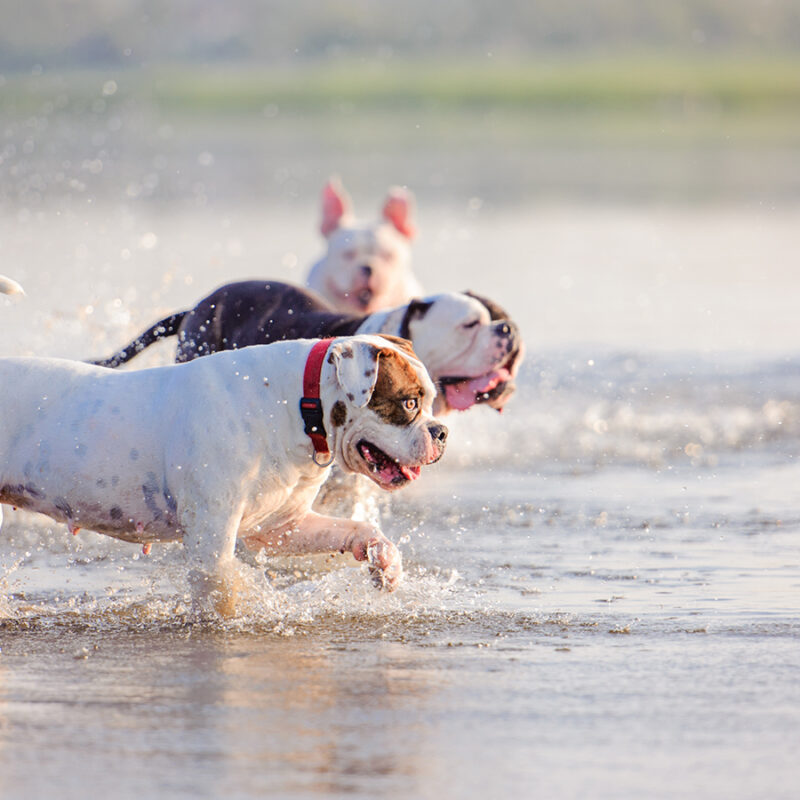 Three,American,Bulldogs,Swimming,In,A,River Three american bulldogs swimming in a river