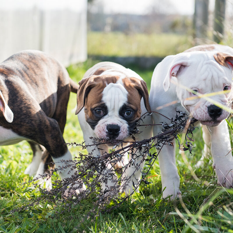 Three,Funny,American,Bulldog,Puppies,Are,Playing,On,Nature Three funny American Bulldog puppies are playing on nature