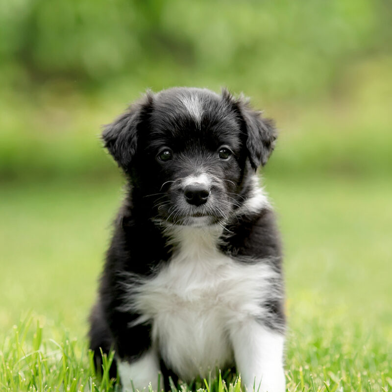 tiny border collie puppy sitting outside
