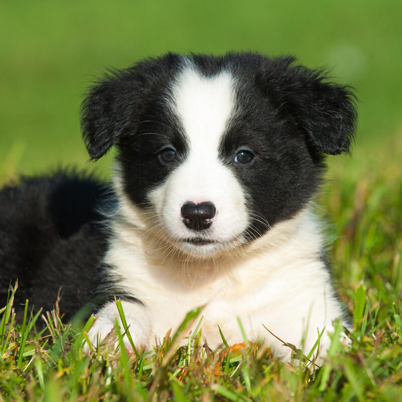 border collie puppy lying down outside