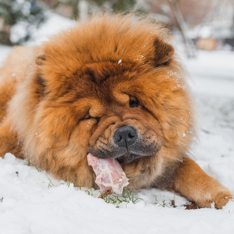 chow chow eating snack in snow