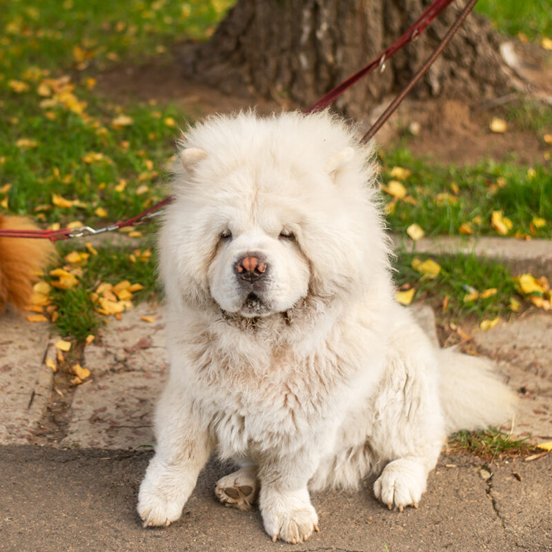 small chow chow puppy sitting on sidewalk small chow chow puppy sitting on sidewalk