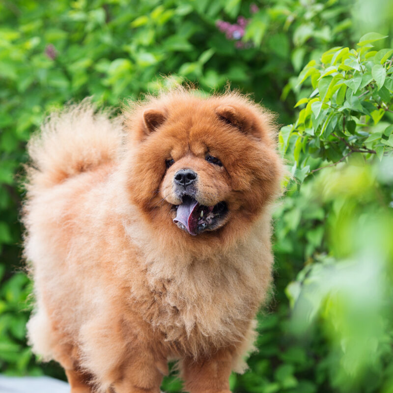 chow chow standing outside near trees chow chow standing outside near trees