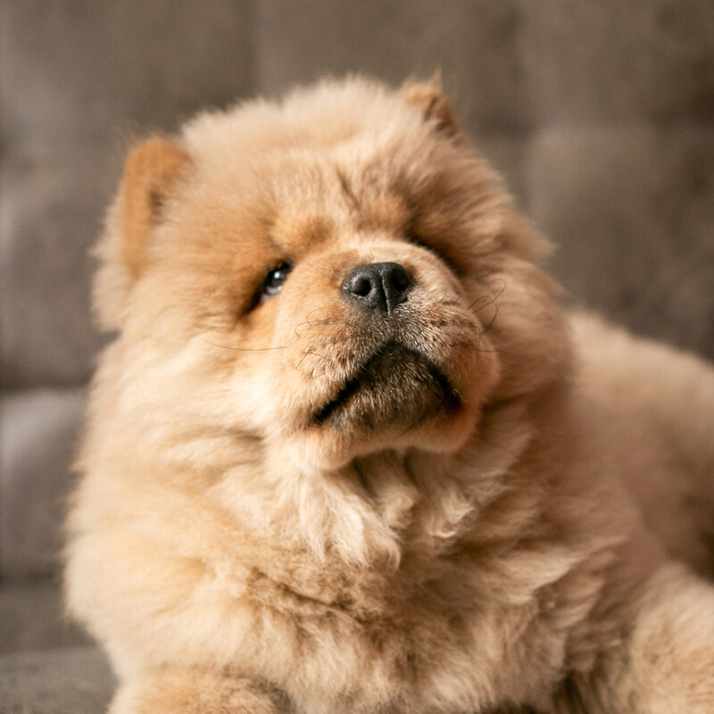 tan chow chow puppy sitting inside