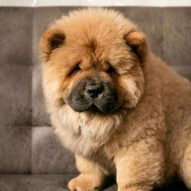small chow chow close up