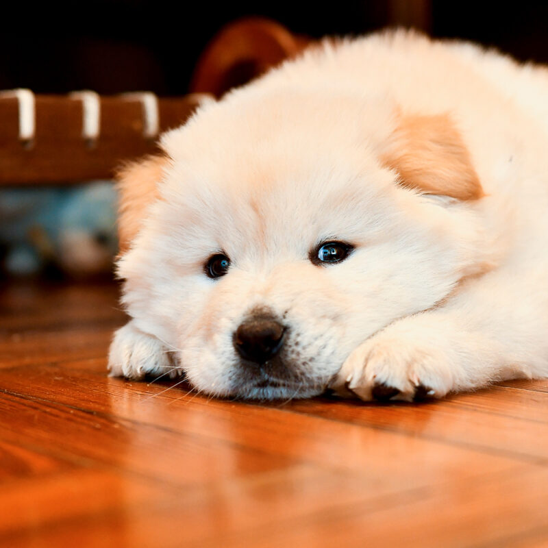 chow chow puppy resting head on paws