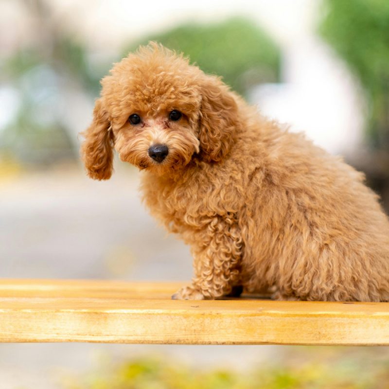 tan teacup poodle sitting in sun