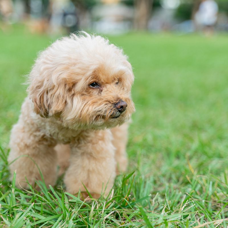 tan teacup poodle standing outside in grass