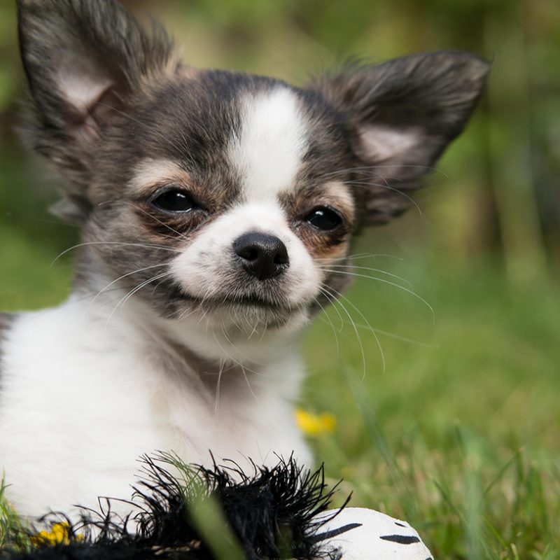 smiling chihuahua puppy in grass