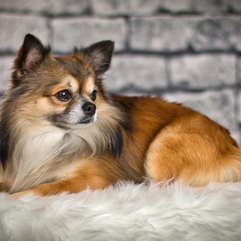 small long haired chihuahua sitting on pillow small long haired chihuahua sitting on pillow