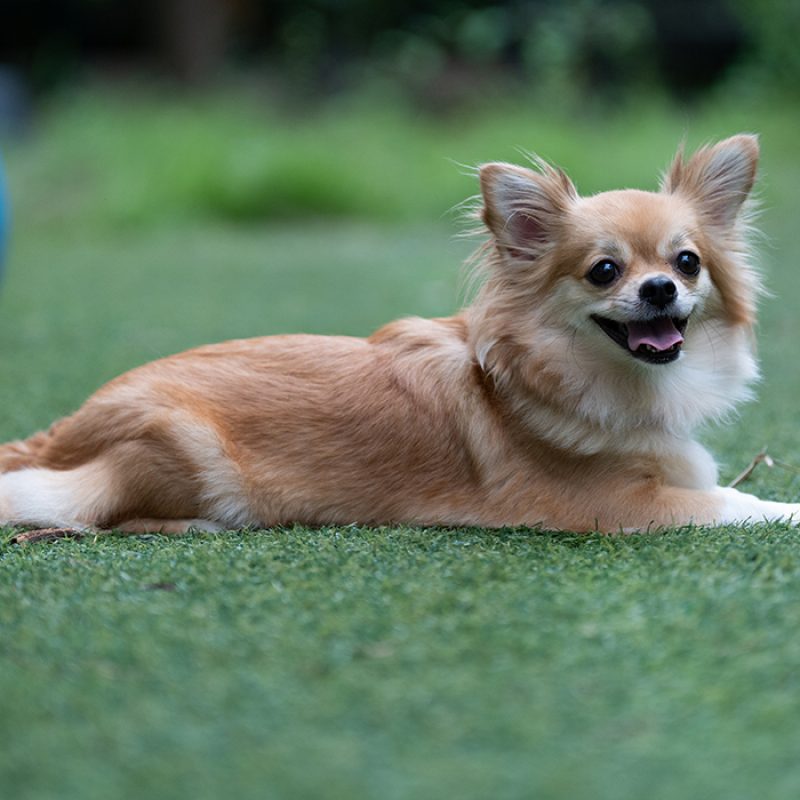 happy long haired chihuahua outside in grass happy long haired chihuahua outside in grass