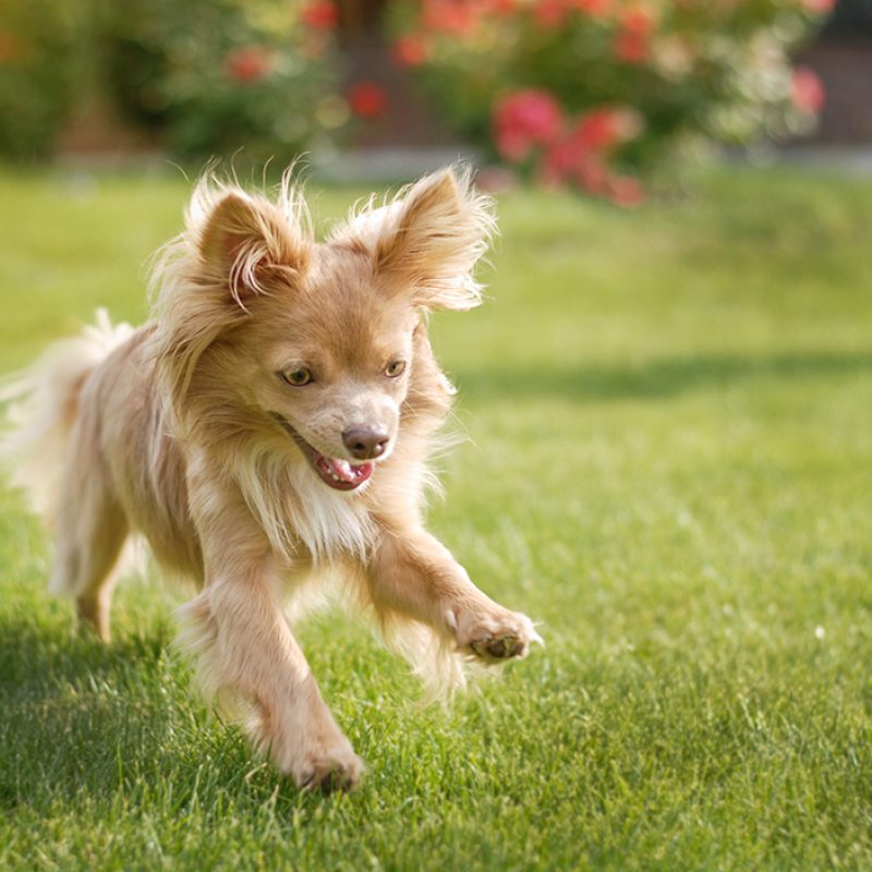 small long haired chihuahua with toy outside