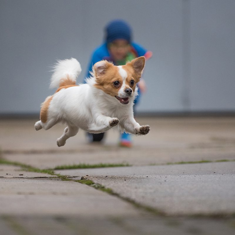 chihuahua jumping and playing outside chihuahua jumping and playing outside