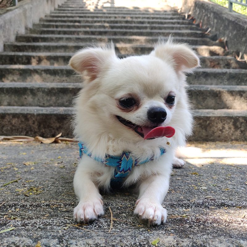 happy small long haired chihuahua outside happy small long haired chihuahua outside