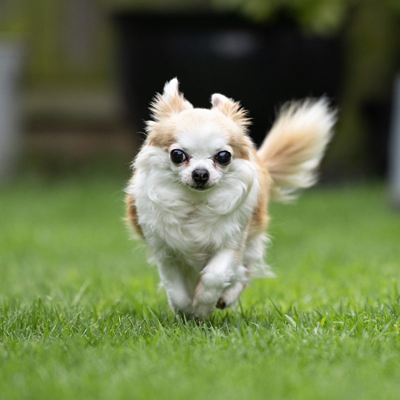 chihuahua running fast outside chihuahua running fast outside