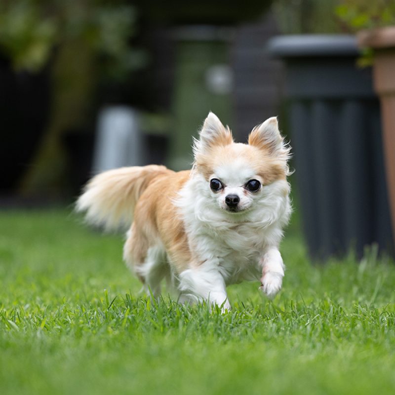 chihuahua puppy playing outside in grass chihuahua puppy playing outside in grass