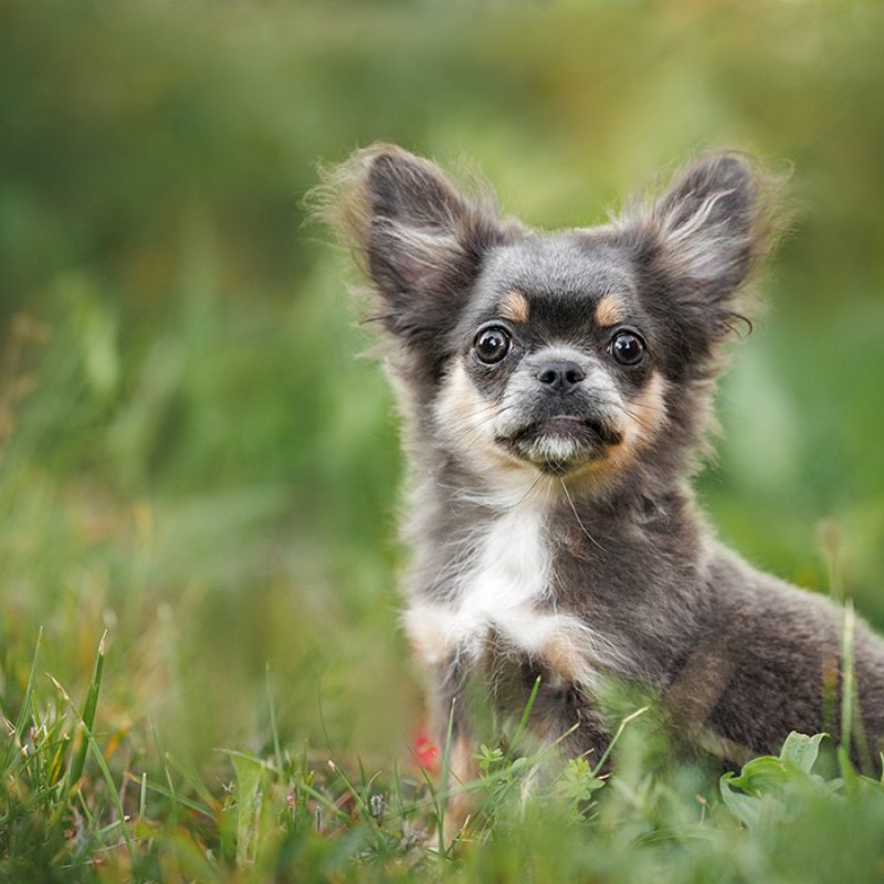 small chihuahua puppy sitting in nature small chihuahua puppy sitting in nature
