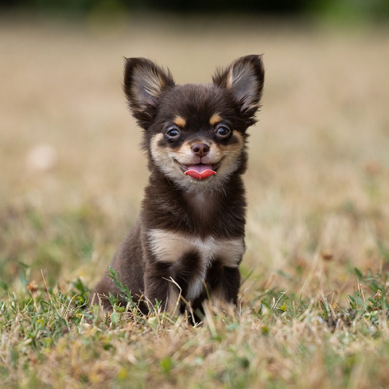 happy chihuahua sitting outside happy chihuahua sitting outside