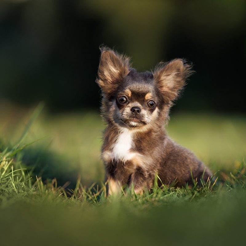 small chihuahua sitting outside sunny day small chihuahua sitting outside sunny day