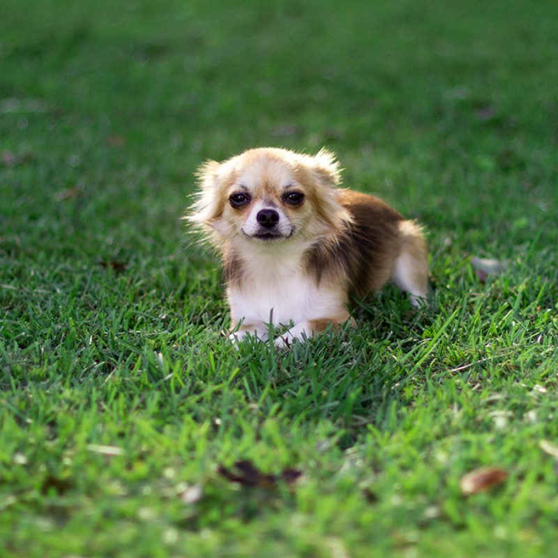 Small long haired chihuahua sitting in grass Small long haired chihuahua sitting in grass