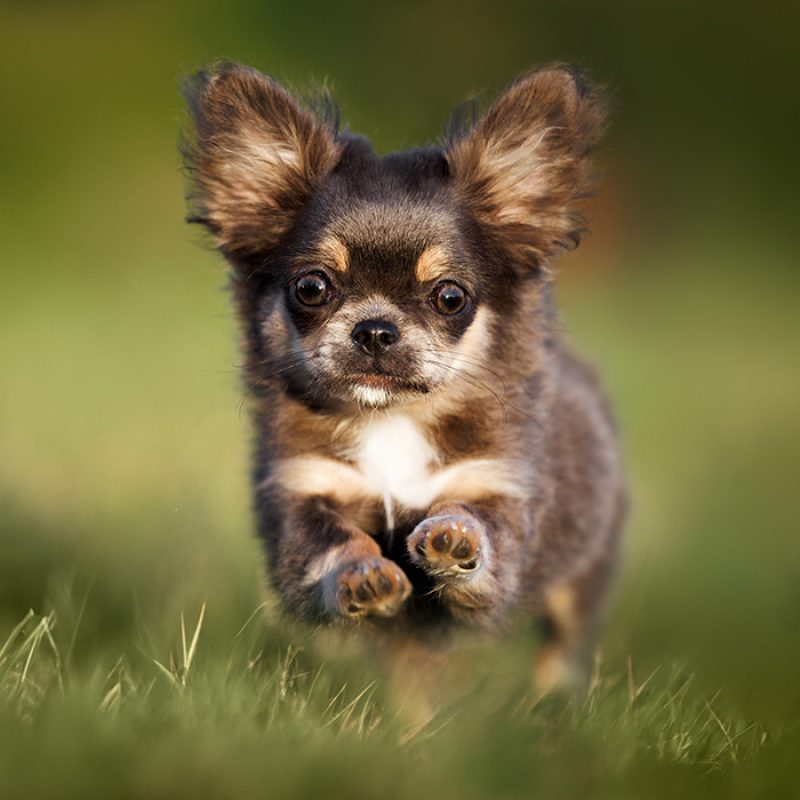 tiny chihuahua puppy running in grass tiny chihuahua puppy running in grass