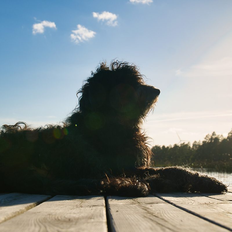 black goldendoodle sitting in sun