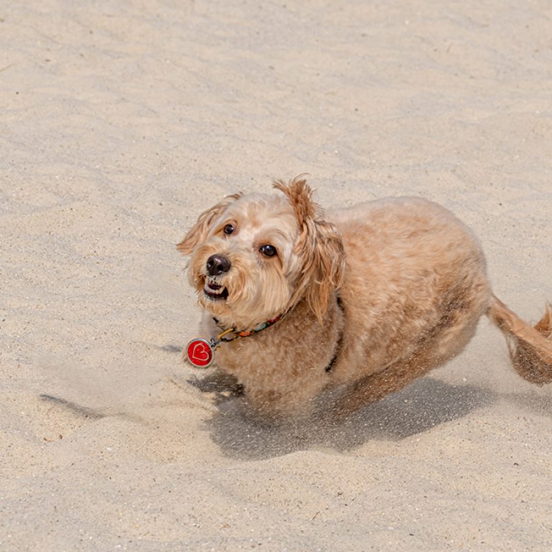 goldendoodle running in sand outside
