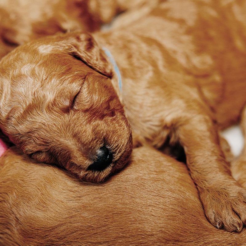 newborn goldendoodle puppies