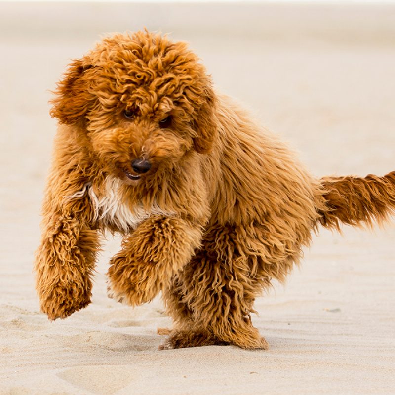 brown goldendoodle playing outside in sand brown goldendoodle playing outside in sand