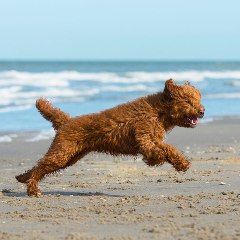 goldendoodle jumping playing on beach goldendoodle jumping playing on beach
