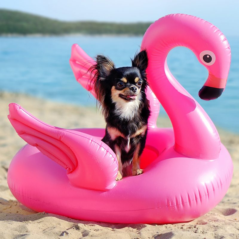 chihuahua on flamingo pool float chihuahua on flamingo pool float