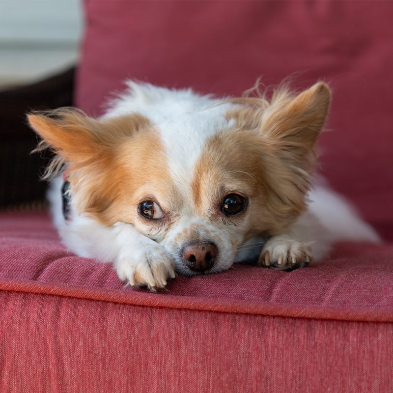long haired chihuahua resting on red chair long haired chihuahua resting on red chair