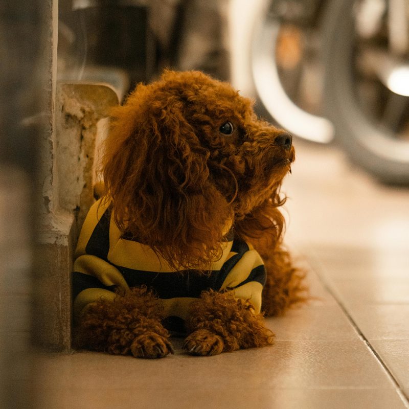 teacup poodle wearing a shirt and sitting down