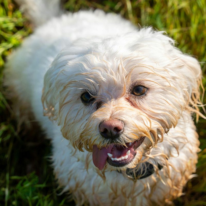 dirty white teacup poodle playing outside